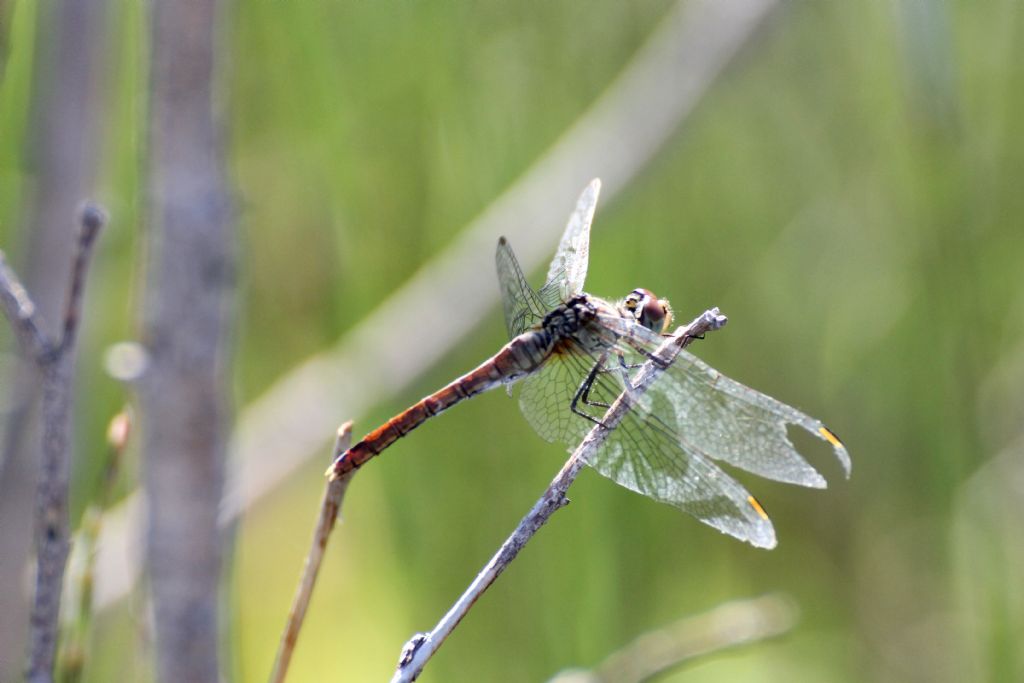 Sympetrum fonscolombei vecchiotto? S, ma femmina